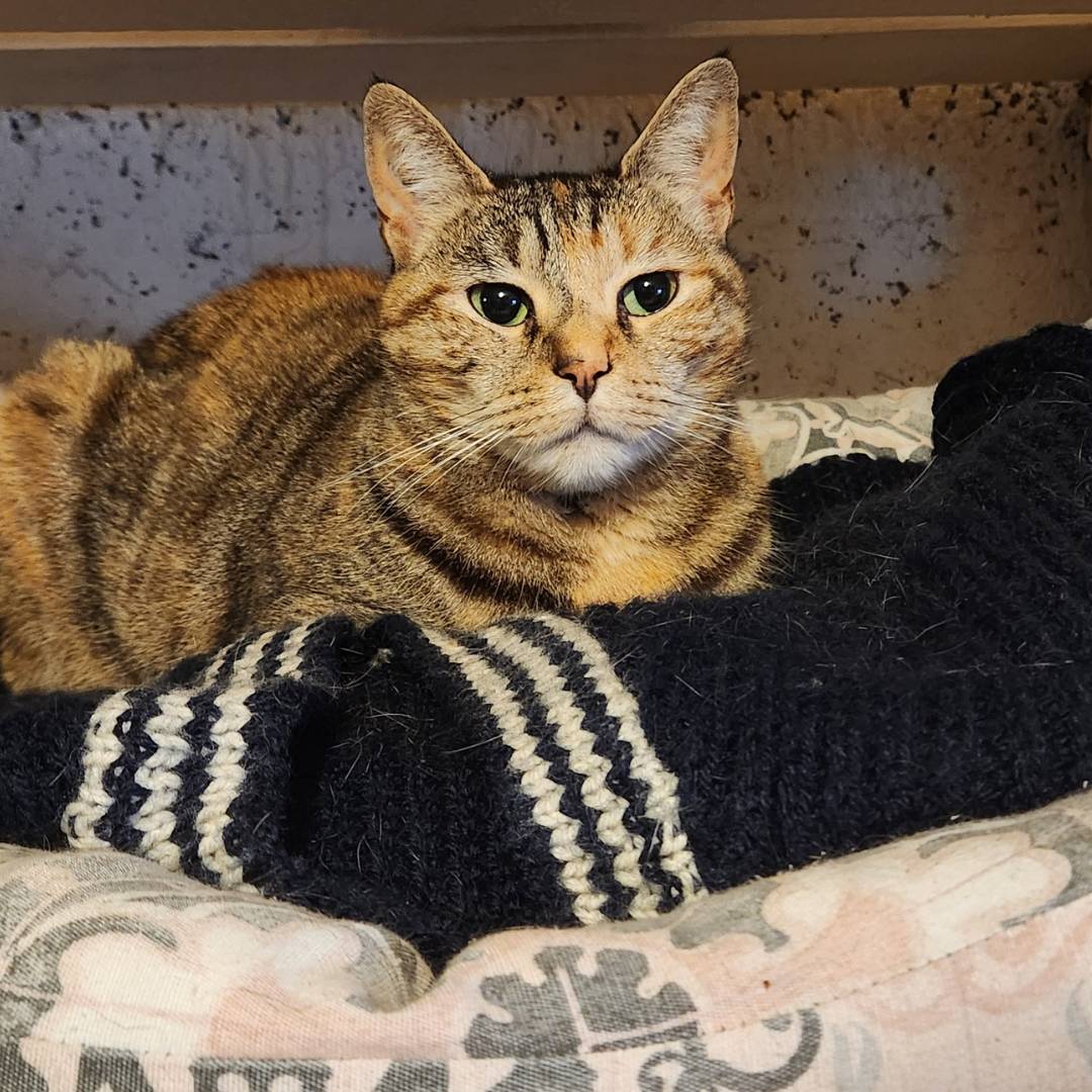 Découvrez notre Praline