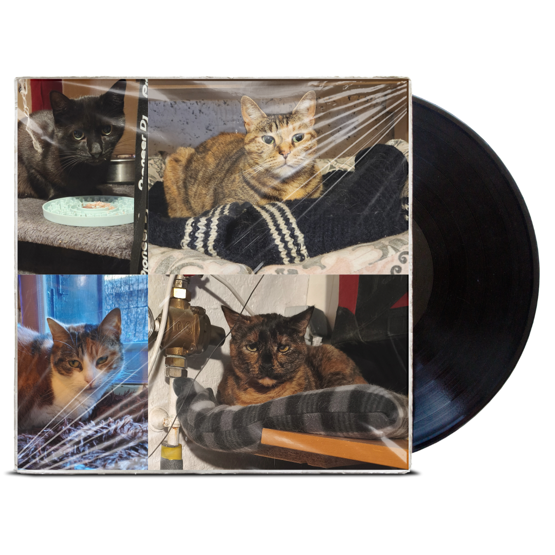 Adoptez Notre Quatuor !